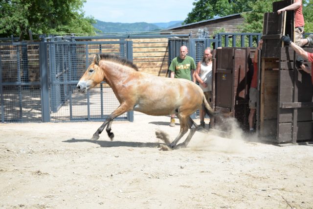 Vpuštění jedné z klisen koně Převalského do výběhu | foto: Jitka Nesvorová,  Zoo Ústí nad Labem
