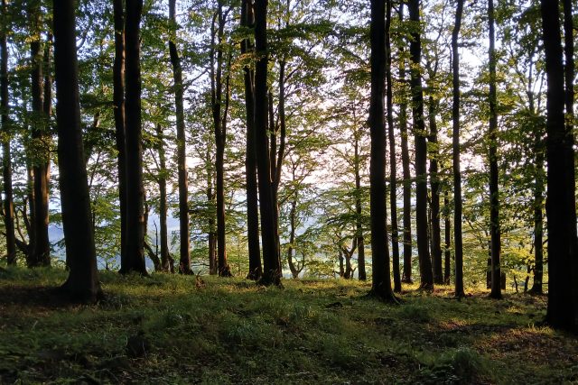 Bukový les  (ilustr. foto) | foto: Jan Pácha,  Český rozhlas