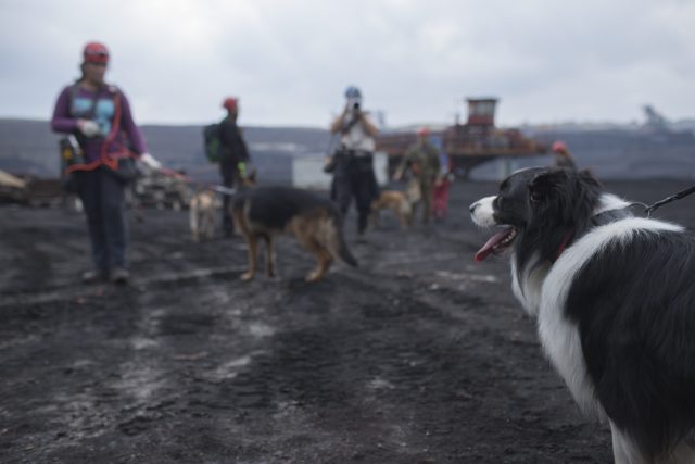 Zkušenější,  většinou starší psi,  ve špatně větrané chodbě hledali figuranta jako nácvik na záchranu zasypaných horníků | foto: Robin Röhrich,  Český rozhlas