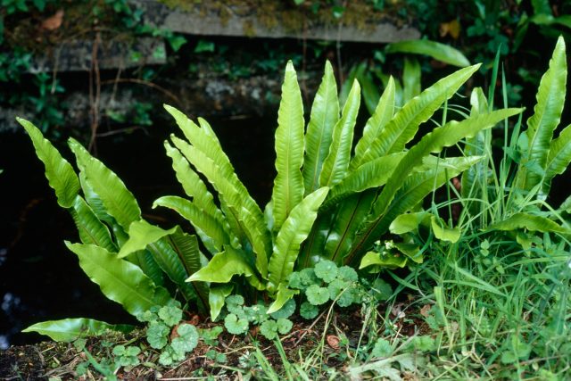 Jelení jazyk  (Phyllitis scolopendrium) | foto: Profimedia