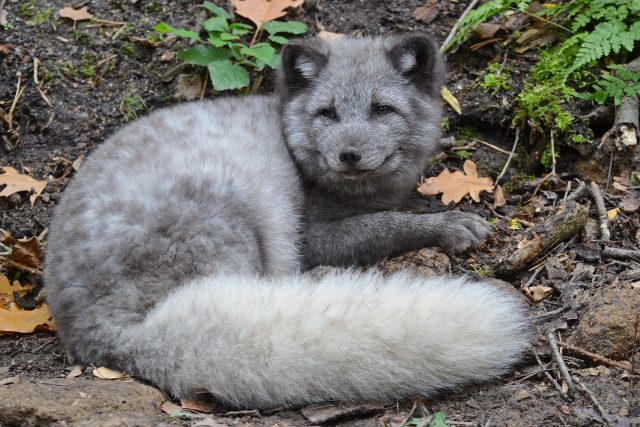Jedno z mláďat lišky polární v děčínské zoo | foto: Zoo Děčín