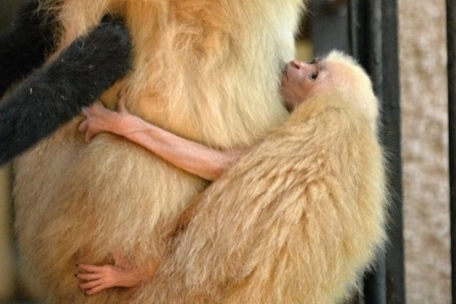 Gibonímu páru v ústecké zoo se narodilo mládě | foto: Zoo Ústí nad Labem