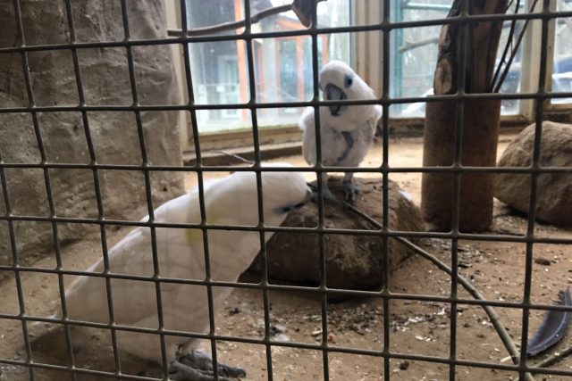 Děčínská zoo schovala všechny ptáky kvůli hrozbě ptačí chřipky do vnitřních ubikací | foto: Daniela Pilařová,  Český rozhlas