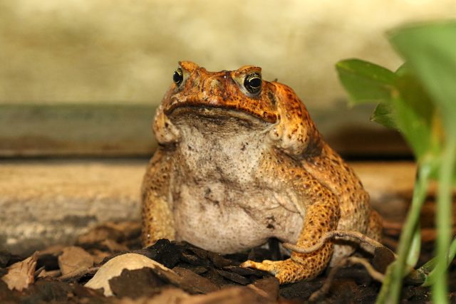 Ropucha obrovská | foto: Martin Maláč,  ZOO Jihlava,  ZOO Jihlava