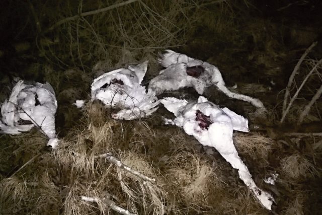 Mezi Varnsdorfem a Krásnou Lípou někdo pohodil 5 zohavených mrtvých labutí a koňskou kůži | foto: Jiří Sucharda