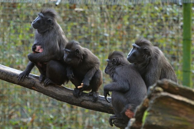 Mláděte makaka chocholatého přišlo na svět v děčínské zoo 23. ledna | foto: Zoo Děčín