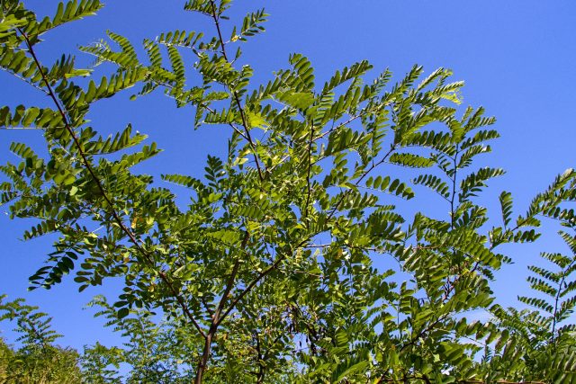 Trnovník akát | foto: Jaroslav Hoření,  Český rozhlas