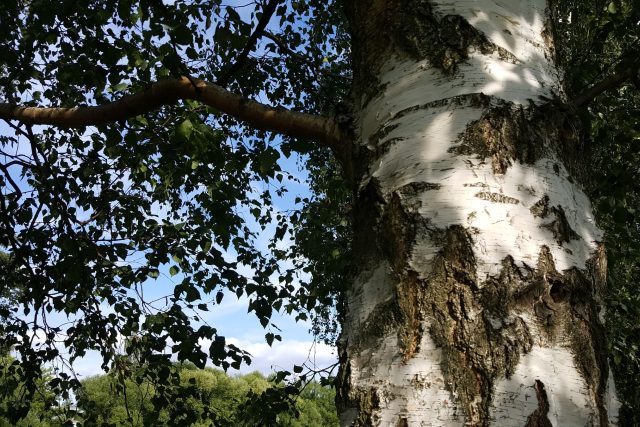 Bříza bělokorá  (ilustr. obr.) | foto: Jolana Nováková,  Český rozhlas