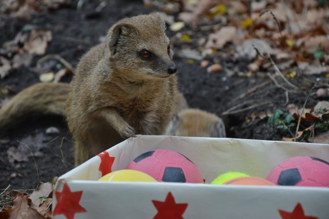 Mangusty liščí dostlaly krabici s několika míčky,  mezi než jim ošetřovaatelé nasypali červy | foto: Zoo Děčín