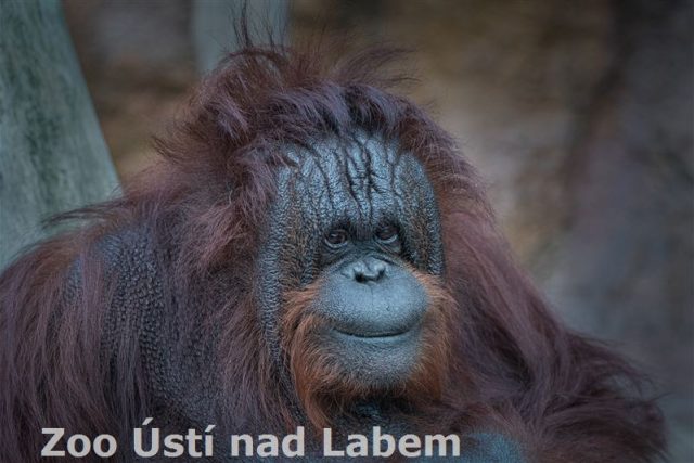 Orangutan z ústecké zoo | foto: Zoologická zahrada Ústí nad Labem