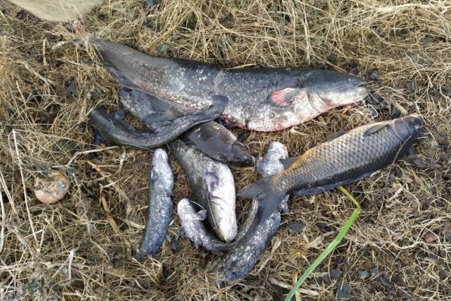 Na Litoměřicku v sobotu uhynuly stovky ryb | foto: Český rybářský svaz