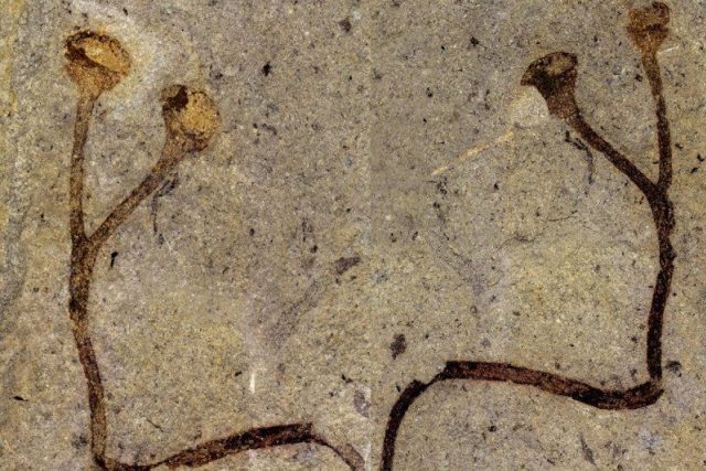 Česko má nejstarší rostlinnou makrofosílii světa! – Ukrývala se v Národním muzeu.  | foto: Národní muzeum