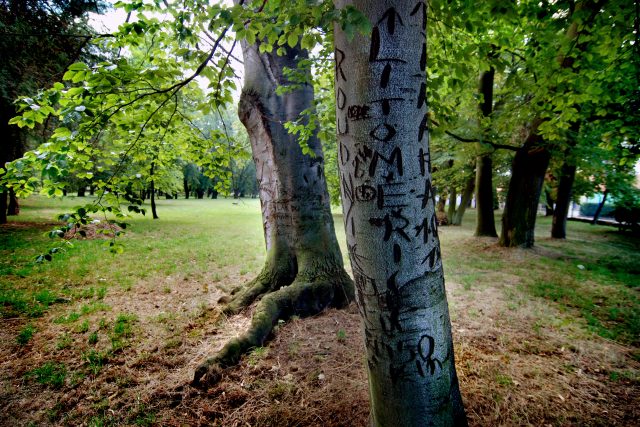 kmeny stromů | foto: Michaela Danelová,  iROZHLAS.cz