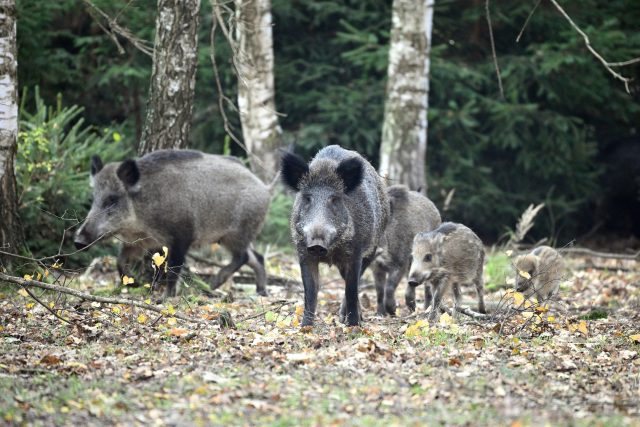 Veterinární správa zakázala lovit zvěř a krmit divoká prasata | foto: Profimedia