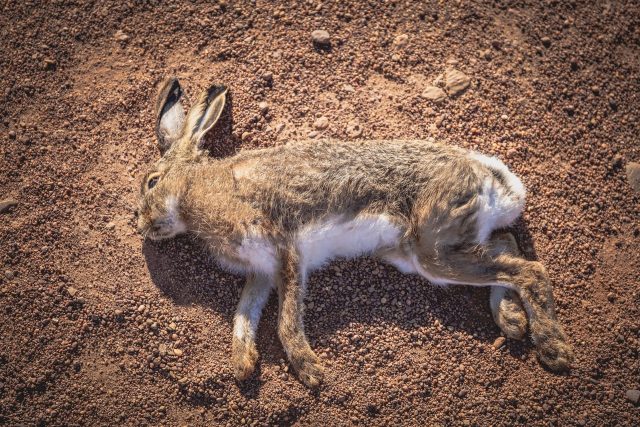 Mrtvý zajíc  (ilustrační foto) | foto: Pixabay CC0 Creative Commons